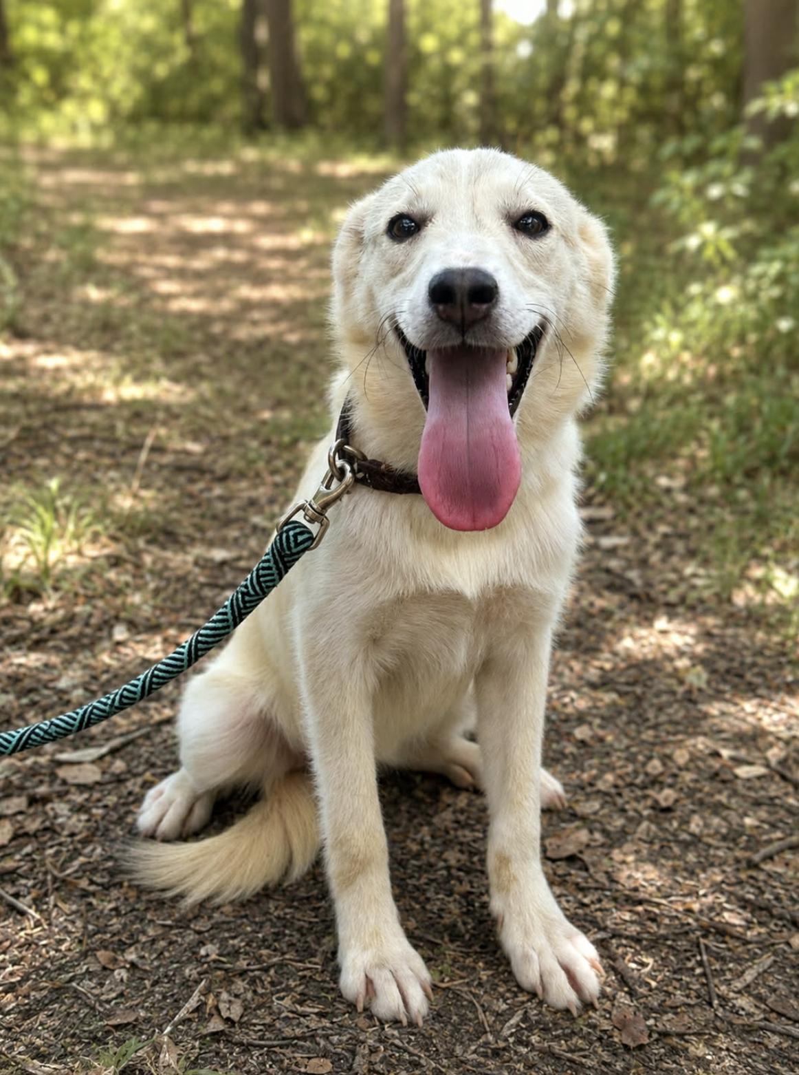 Enlarge Quinn, an adopted mixed breed in Spokane, WA image 2/6