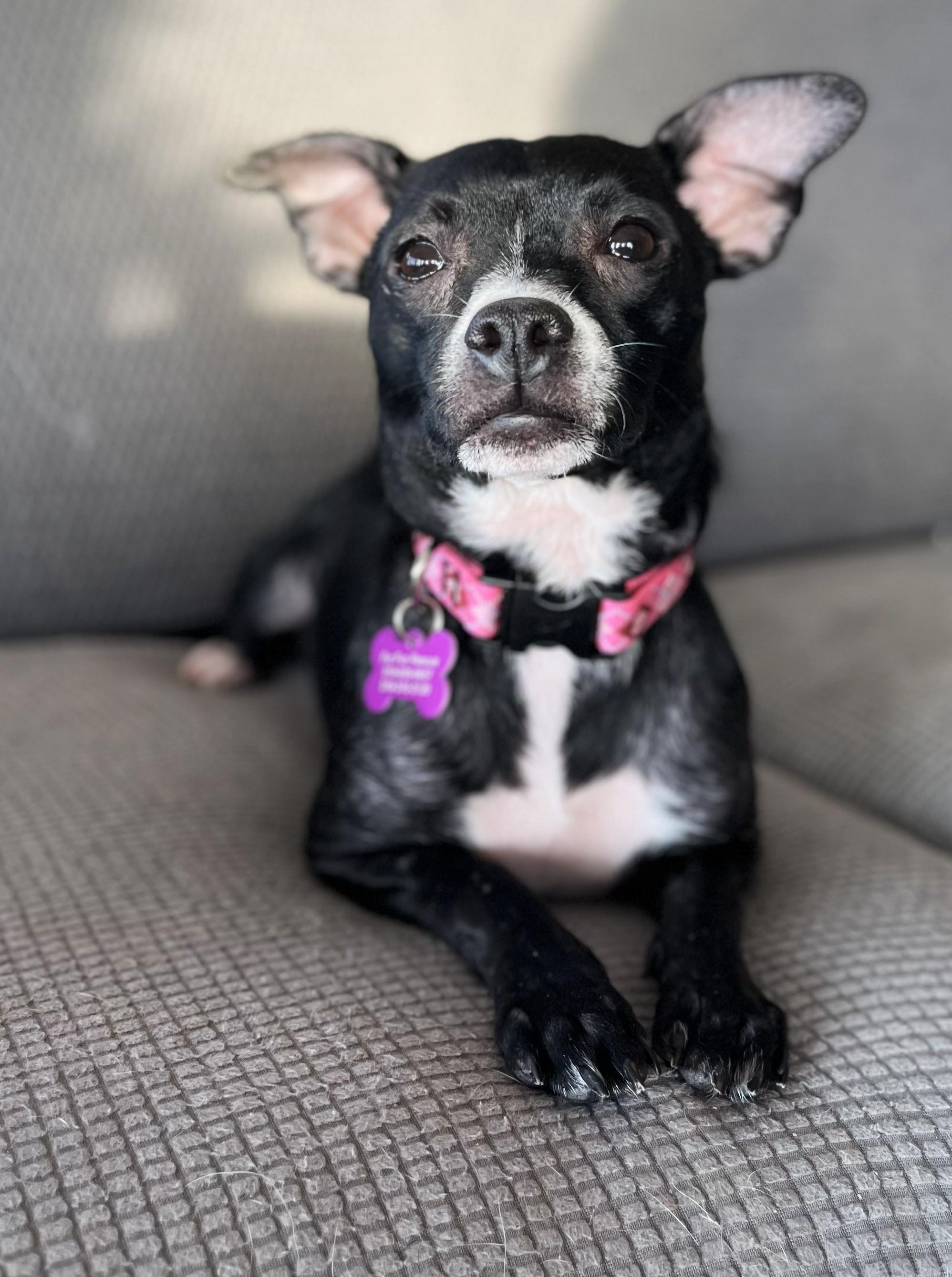 Nyxi, ADOPTABLE, Young Female Terrier.