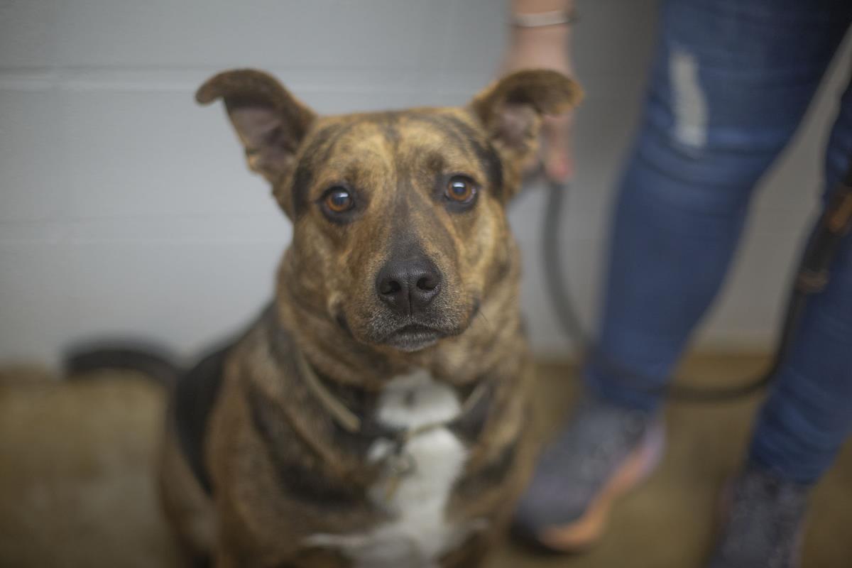 Drake, Adoptable, Adult Male Pit Bull Terrier & Shepherd.