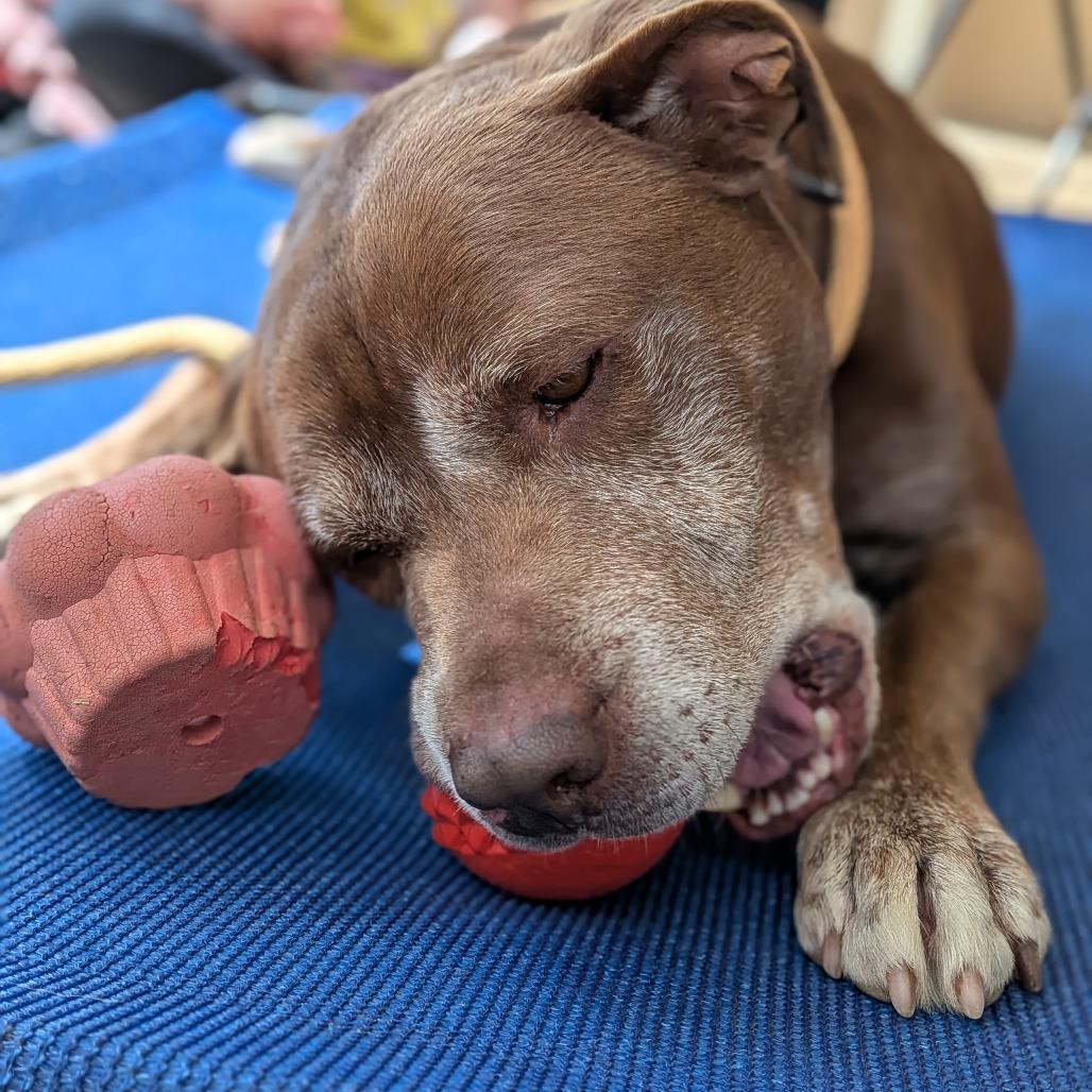 Clarence(BAS), Adoptable, Senior Male Mixed Breed.