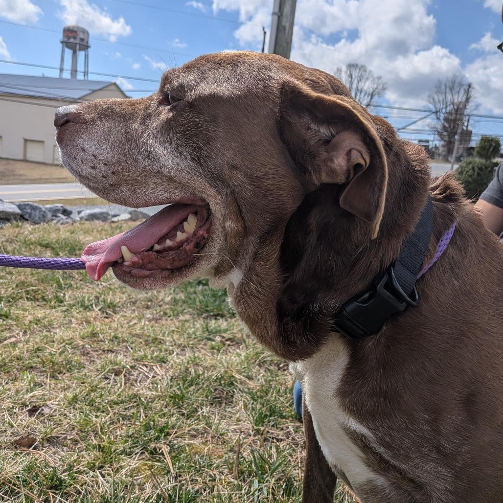 Clarence(BAS), Adoptable, Senior Male Pit Bull Terrier & Mixed Breed.