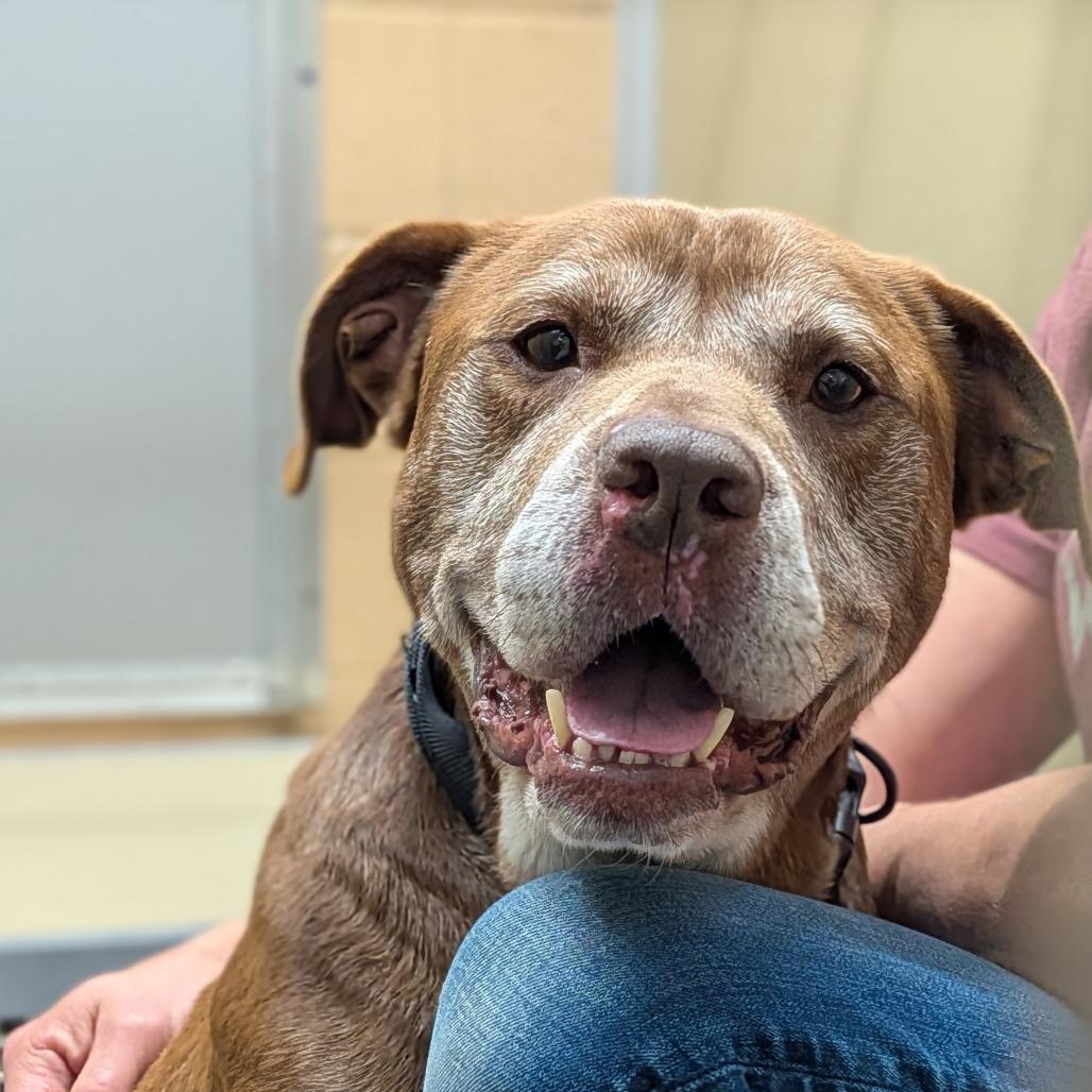 Clarence(BAS), a Adoptable Mixed Breed in Lenoir, NC image 3/6