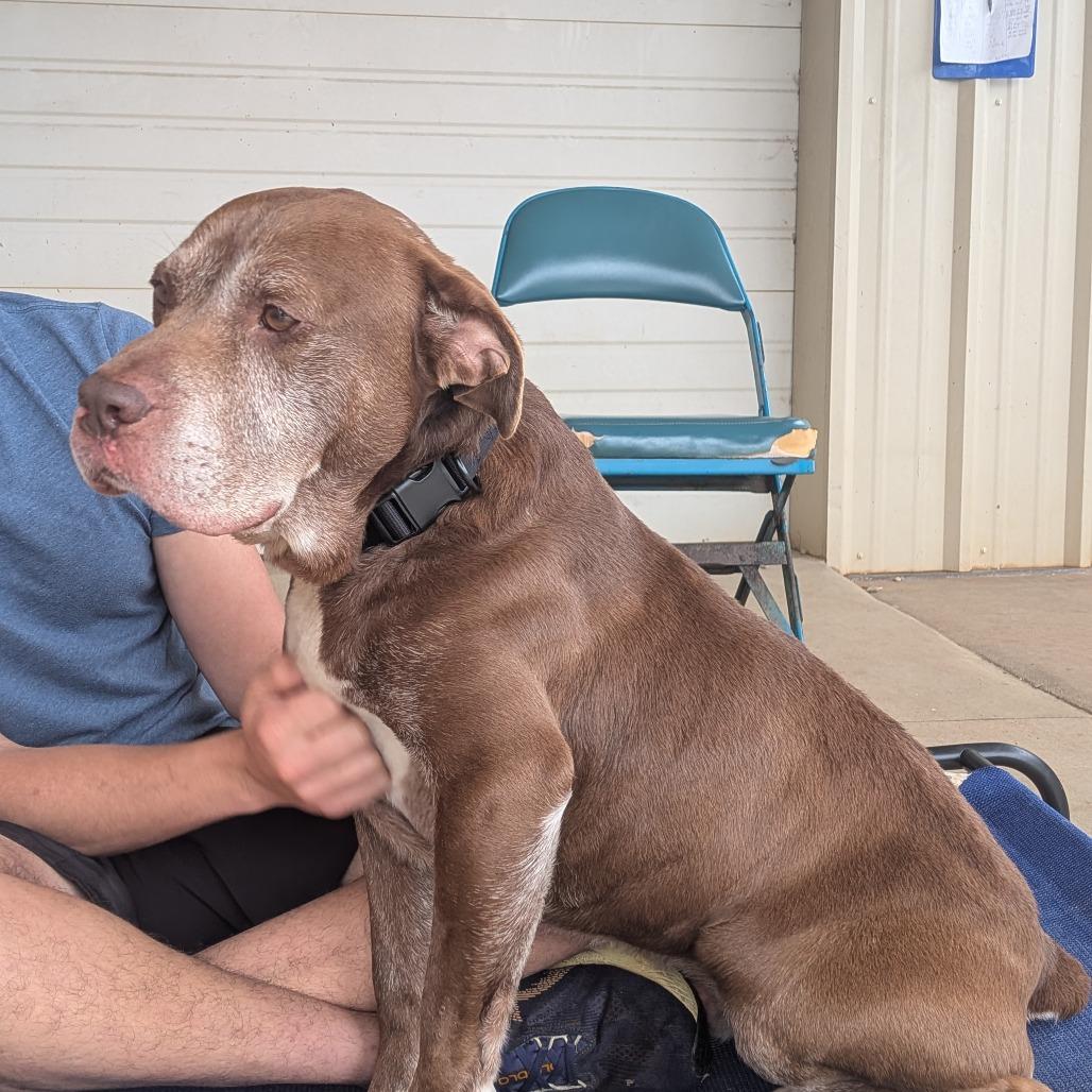 Enlarge Clarence(BAS), a Adoptable mixed breed in Lenoir, NC image 2/6
