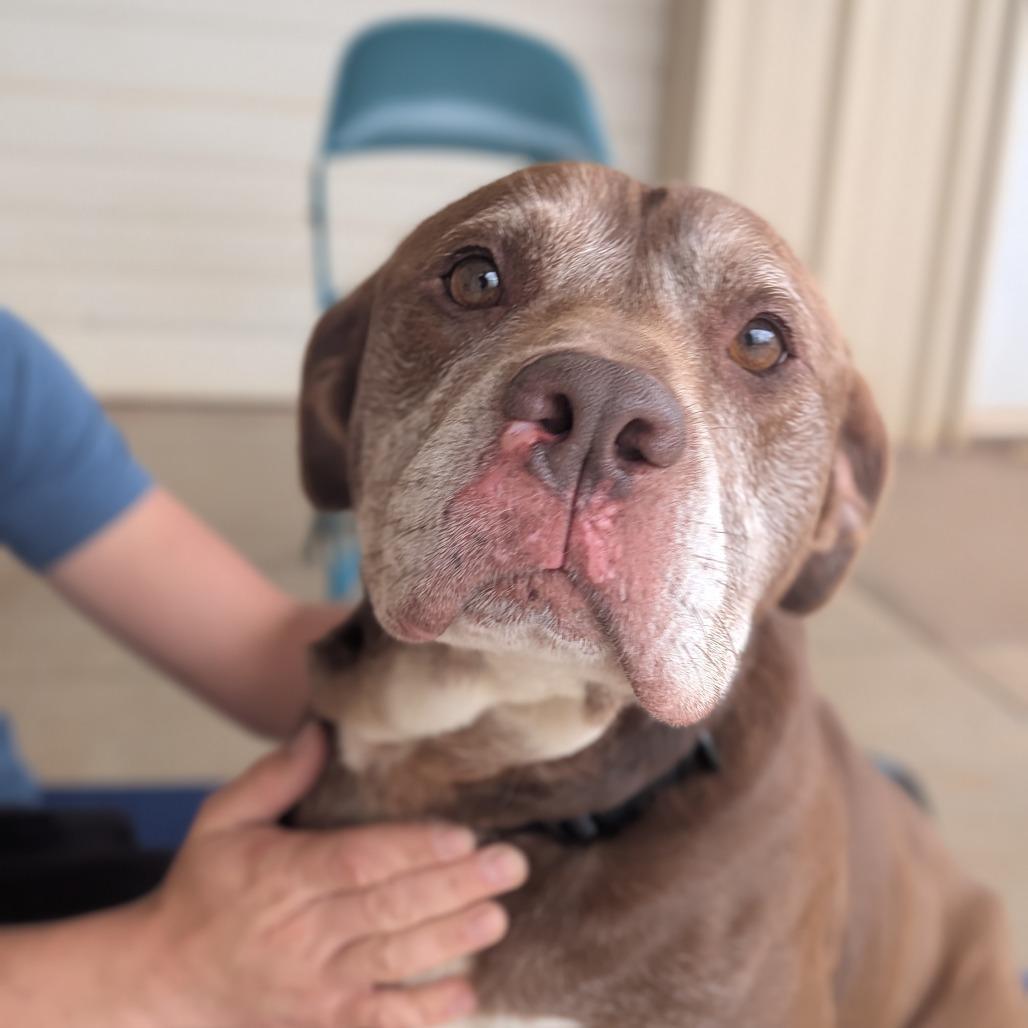 Enlarge Clarence(BAS), a Adoptable mixed breed in Lenoir, NC image 3/6