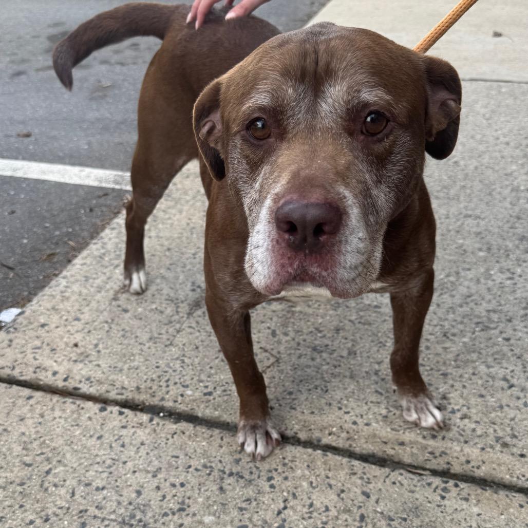 Enlarge Clarence(BAS), a Adoptable mixed breed in Lenoir, NC image 4/6