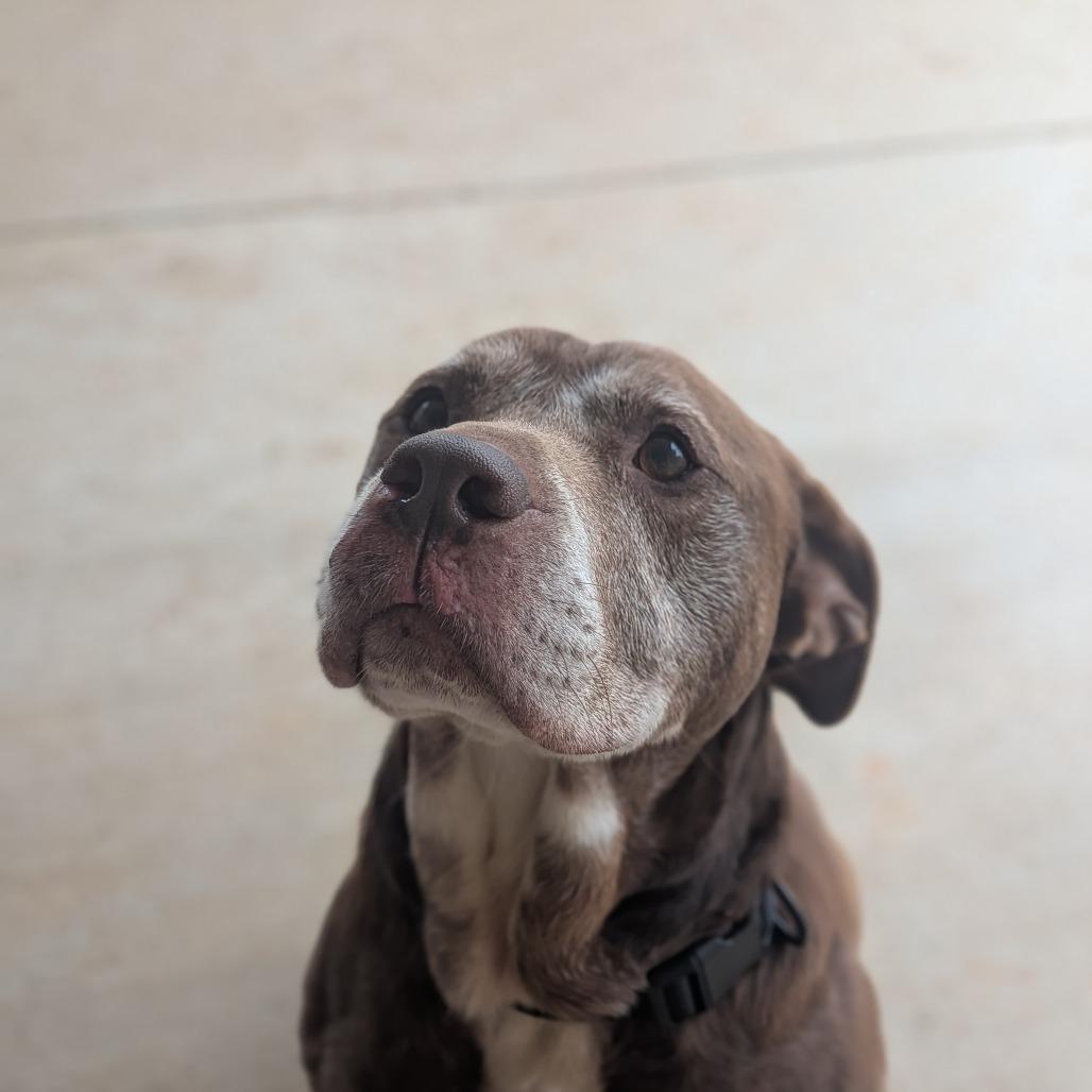 Enlarge Clarence(BAS), a Adoptable mixed breed in Lenoir, NC image 5/6