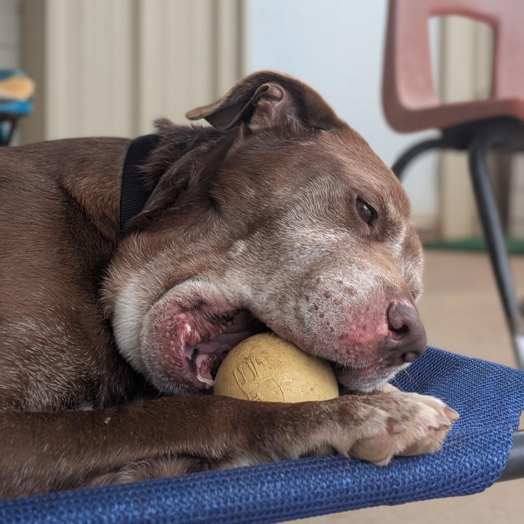 Enlarge Clarence(BAS), a Adoptable mixed breed in Lenoir, NC image 6/6
