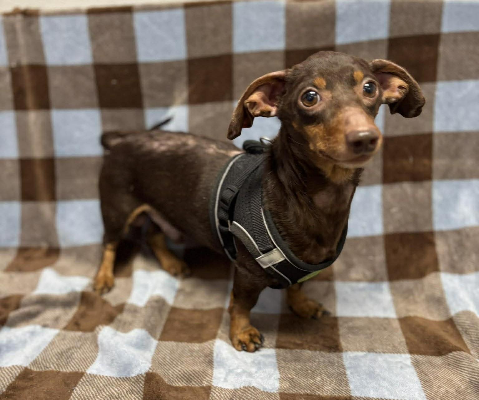 Enlarge Zuma, an adopted Miniature Dachshund in Maryville, MO image 2/2