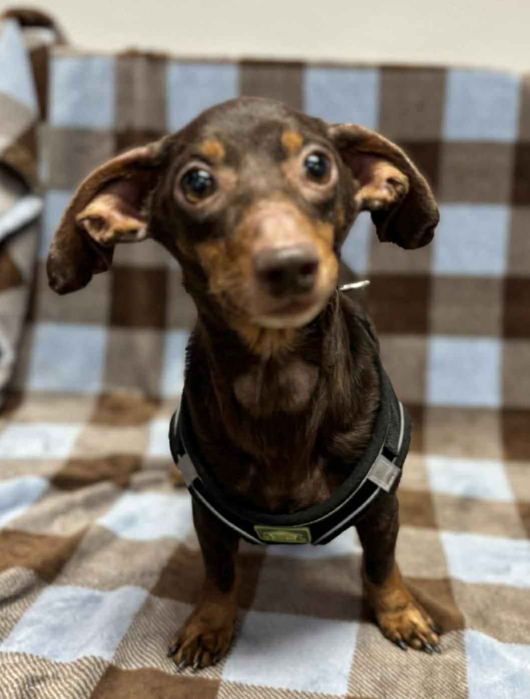 Enlarge Zuma, an adopted Miniature Dachshund in Maryville, MO image 1/2