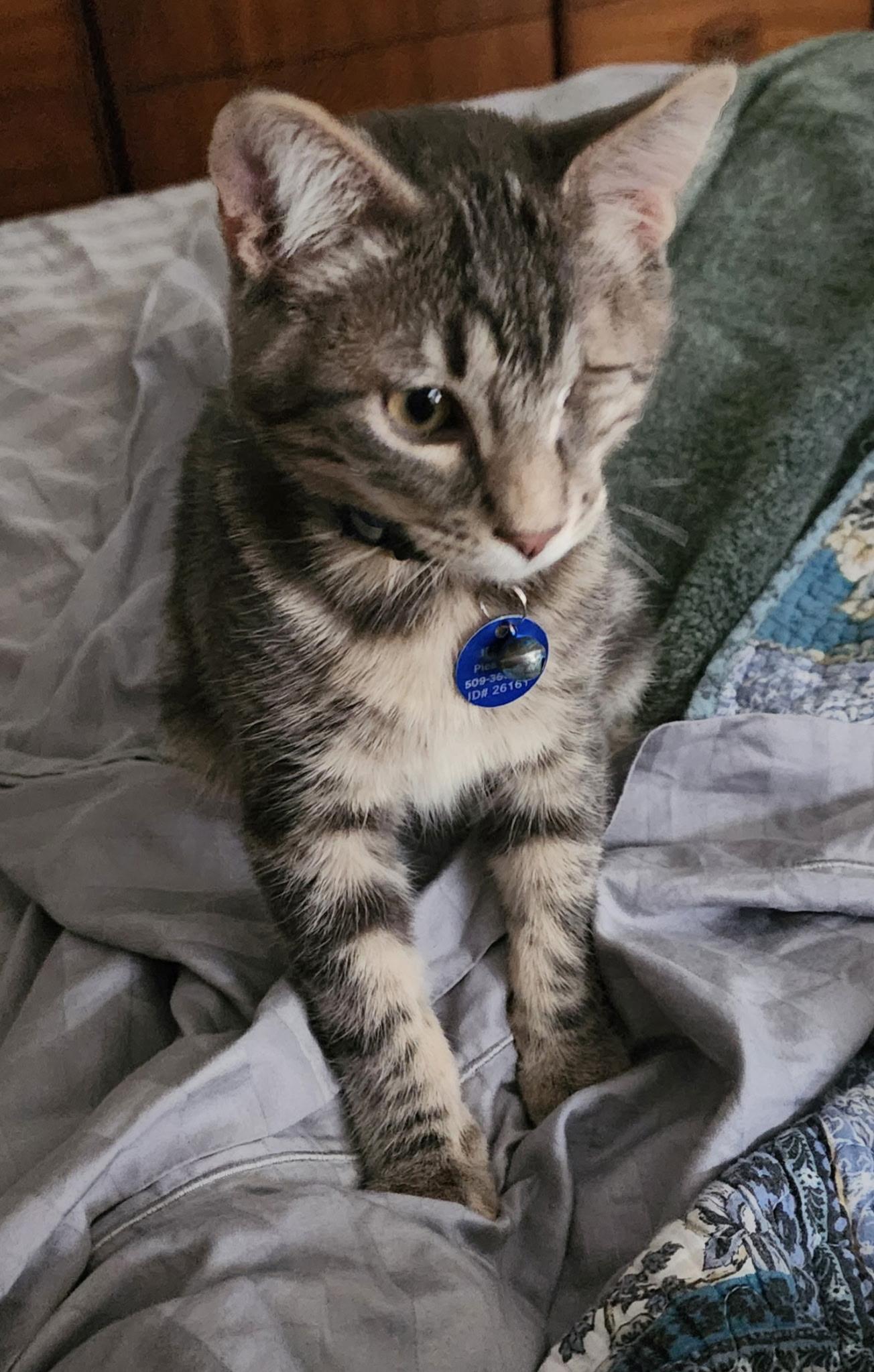 Jax, a ADOPTABLE Tabby in Pasco, WA image 6/6
