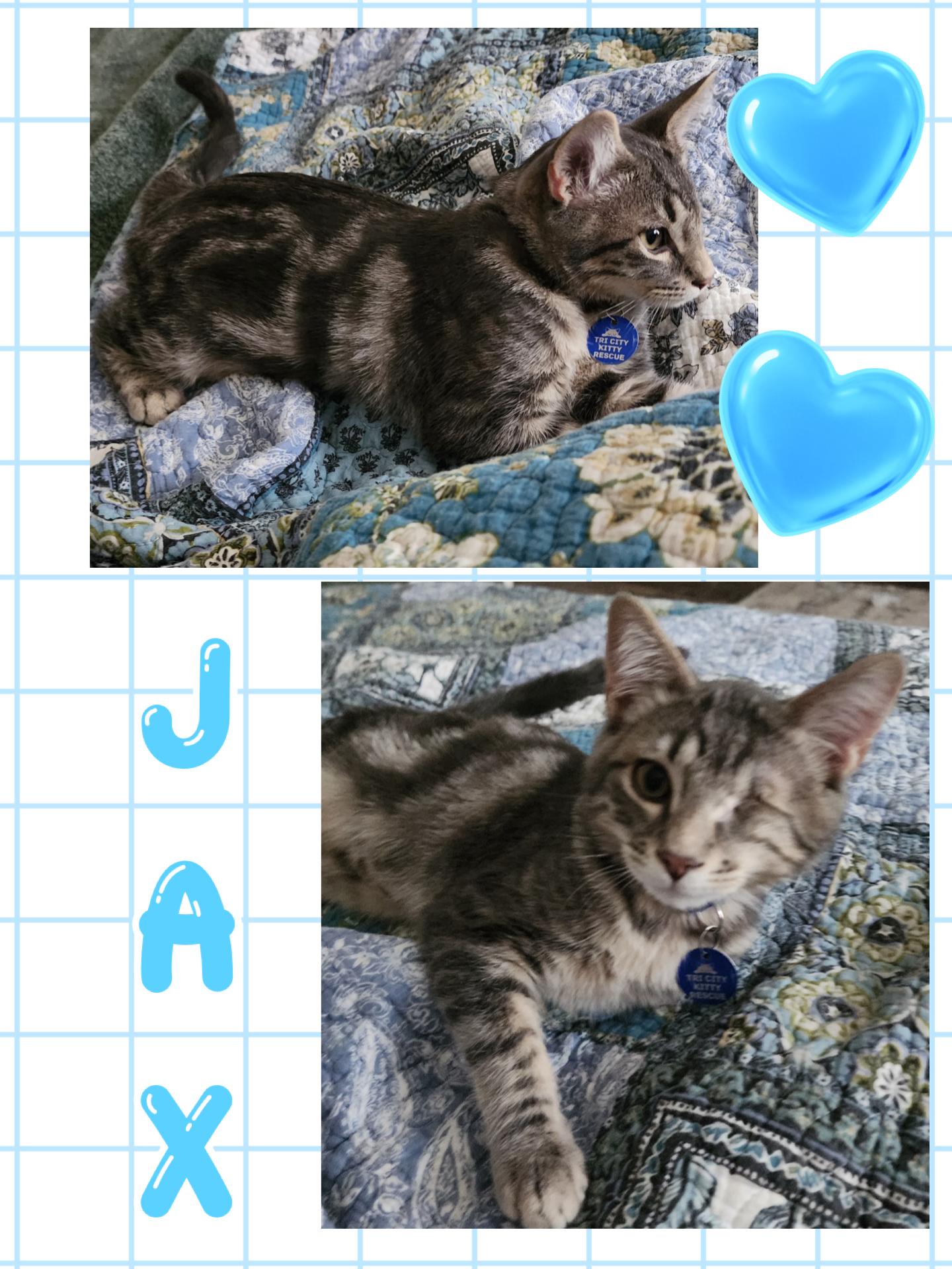 Jax, ADOPTABLE, Kitten Male Tabby.