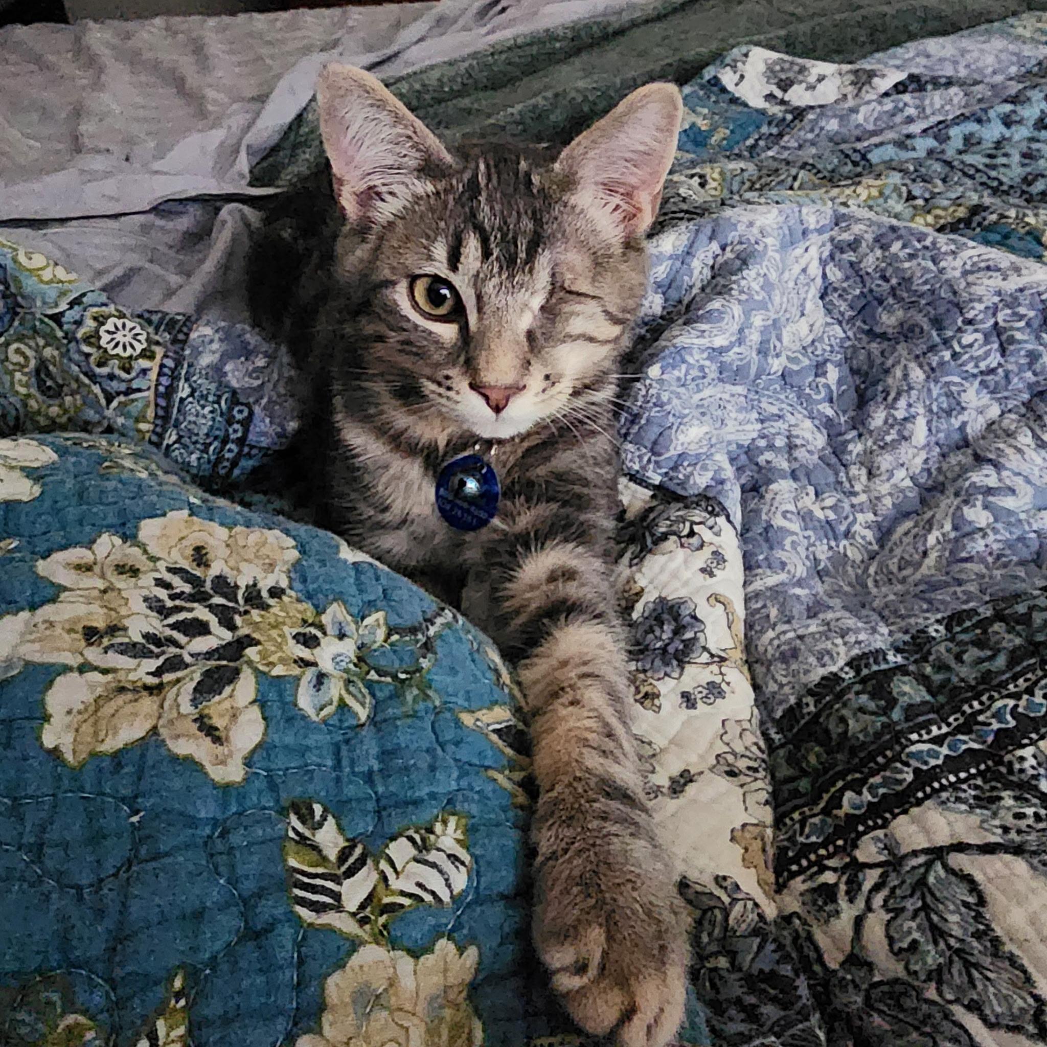 Jax, a ADOPTABLE Tabby in Pasco, WA image 4/6