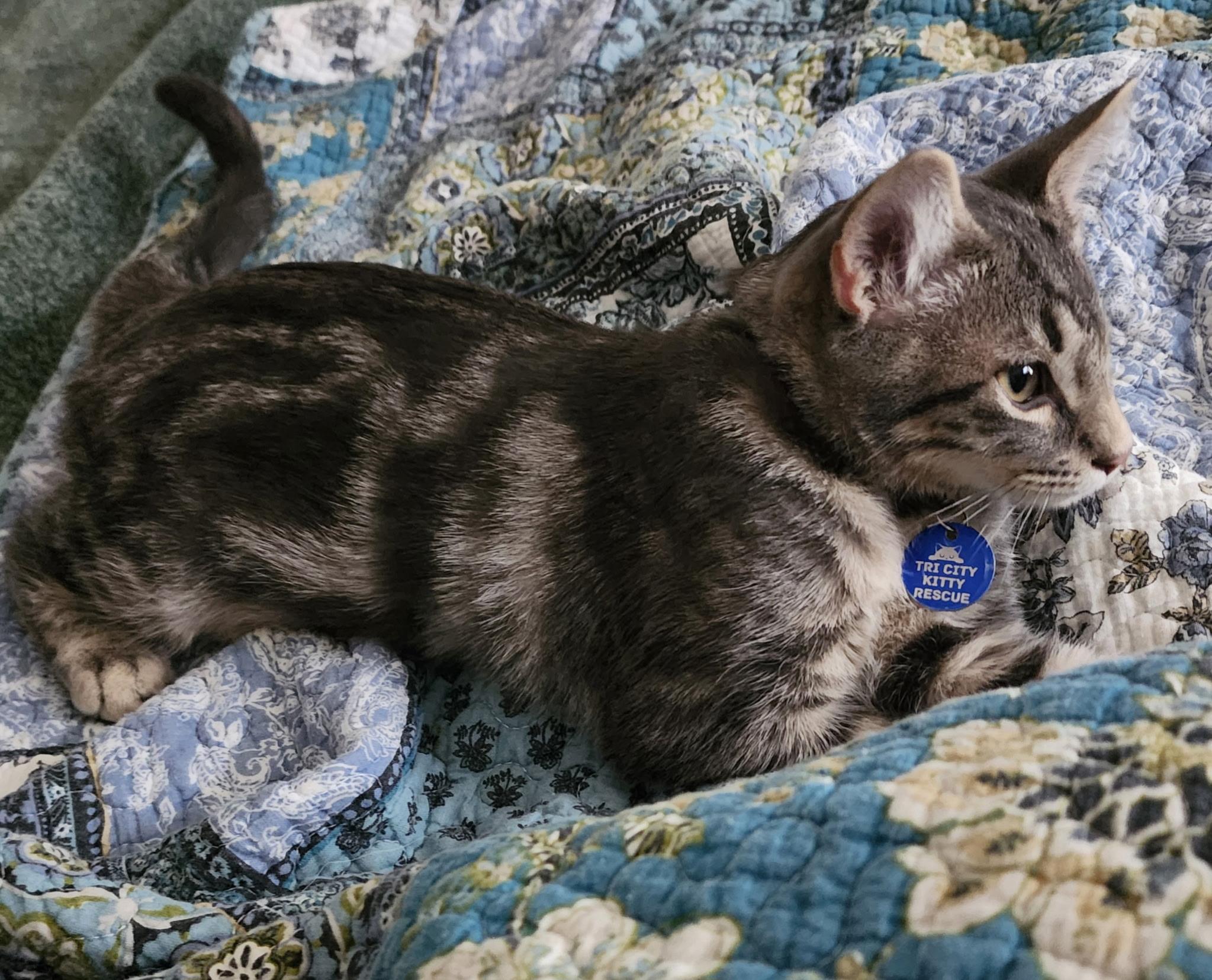 Jax, a ADOPTABLE Tabby in Pasco, WA image 5/6
