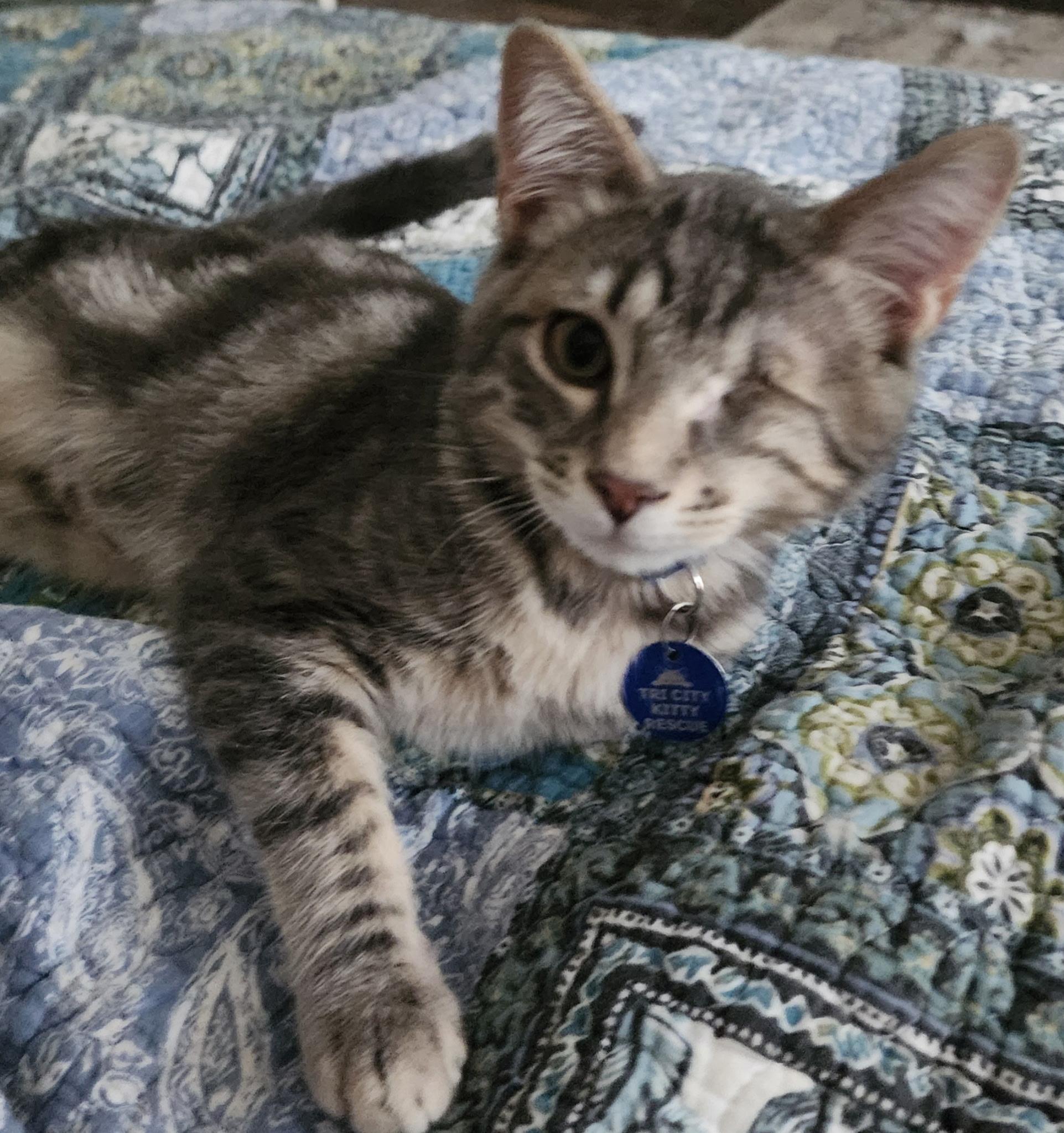 Jax, a ADOPTABLE Tabby in Pasco, WA image 3/6