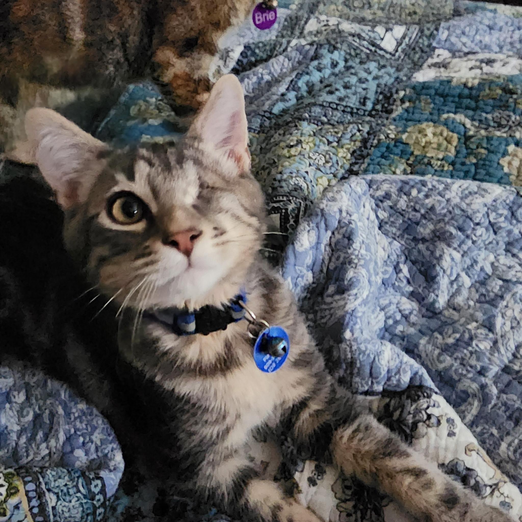 Jax, a ADOPTABLE Tabby in Pasco, WA image 2/6