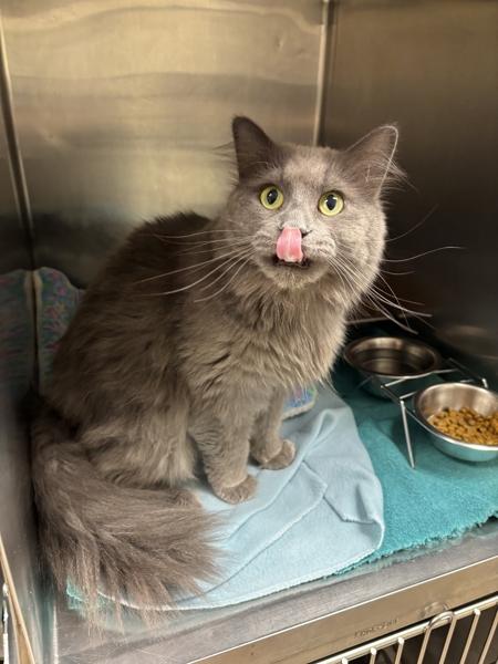 Pumba, Adoptable, Adult Female Domestic Long Hair.