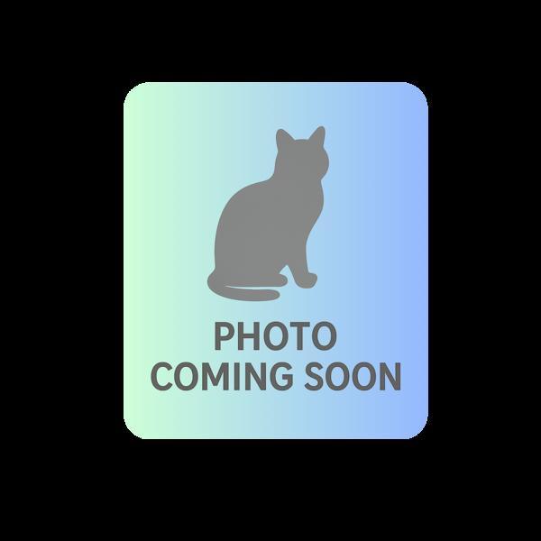 Enlarge Pumba, a Adoptable mixed breed in Great Falls, MT image 2/2