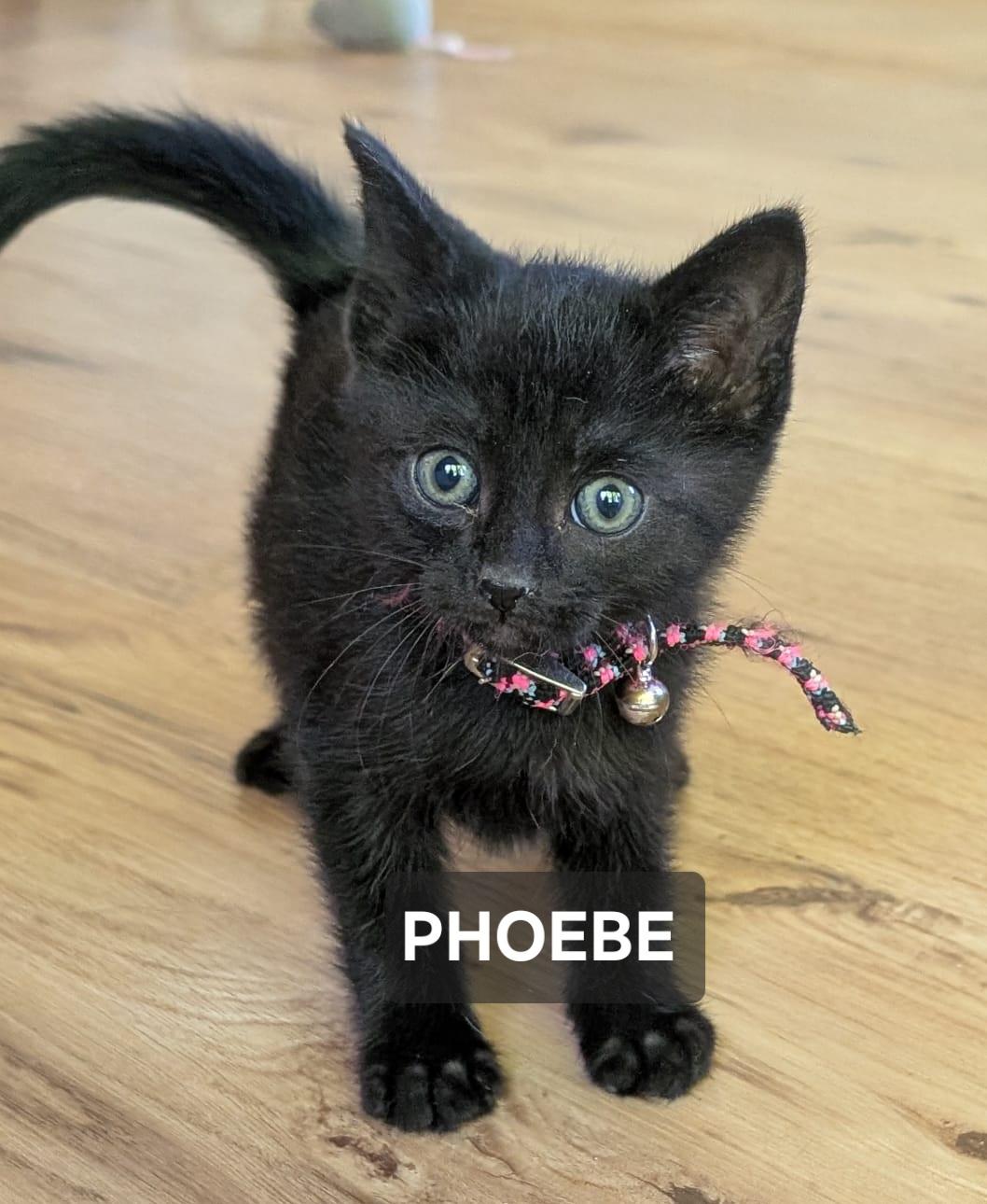 Enlarge Phoebe, a ADOPTABLE Domestic Short Hair in Windom, MN image 1/1