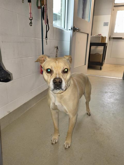 BELLA MUFFIN, Adoptable, Adult Female Mixed Breed.