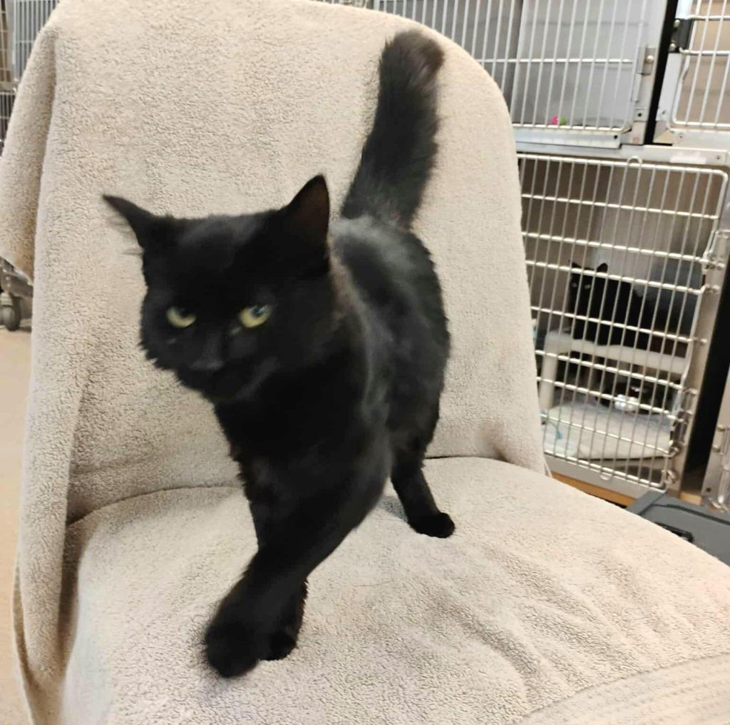 Wednesday, Adopted, Young Female Domestic Medium Hair.