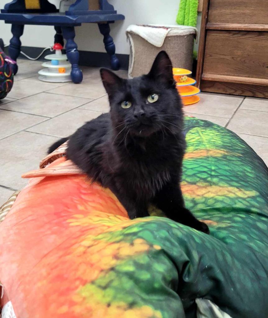 Enlarge Wednesday, a Adopted mixed breed in Sunrise Beach, MO image 2/2