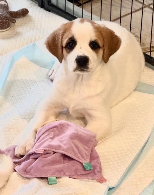 Enlarge Charlotte, a Adoptable Great Pyrenees in Leander, TX image 1/5