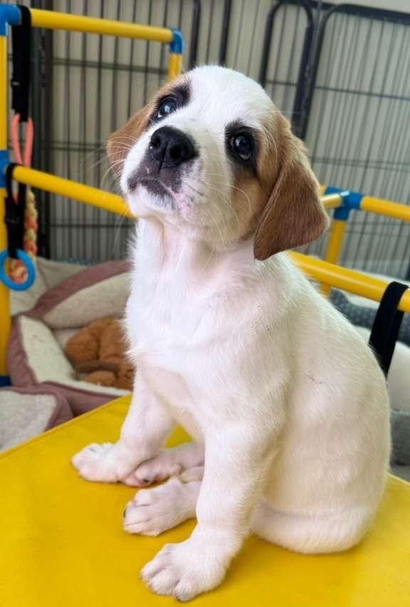 Enlarge Charlotte, a Adoptable Great Pyrenees in Leander, TX image 2/5