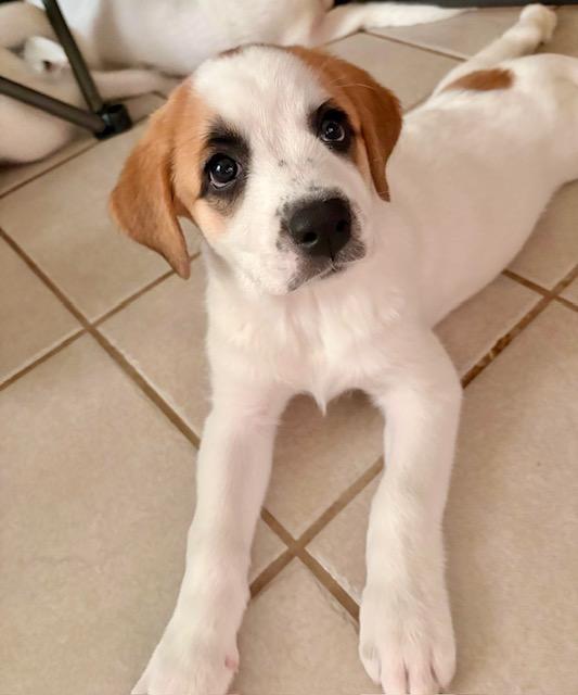 Enlarge Charlotte, a Adoptable Great Pyrenees in Leander, TX image 5/5