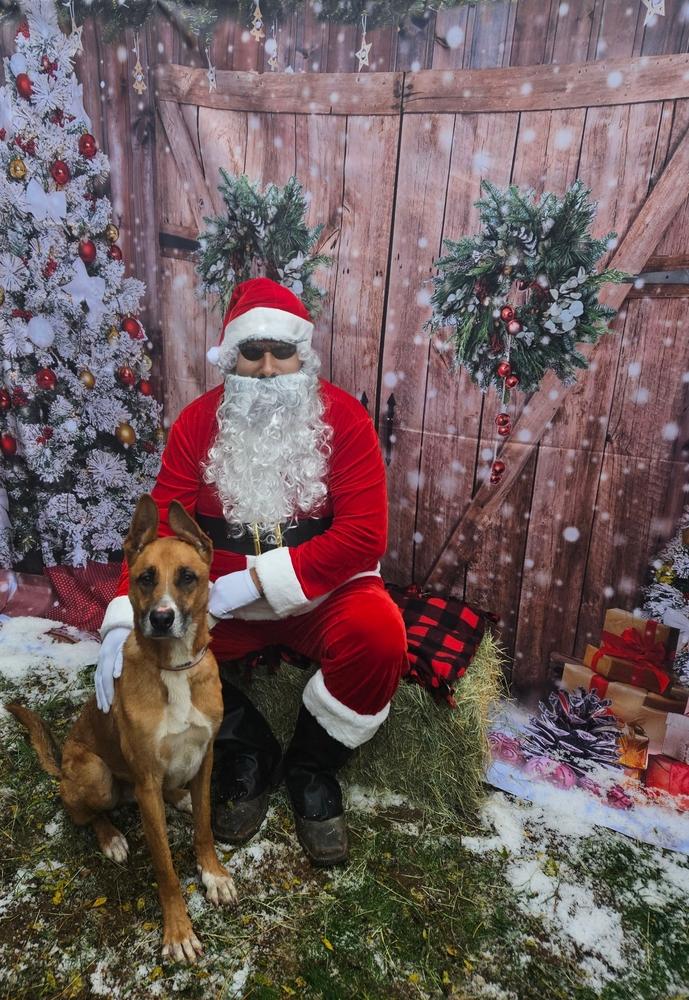 Enlarge AAA Felix, a Adoptable mixed breed in San Antonio, TX image 1/5