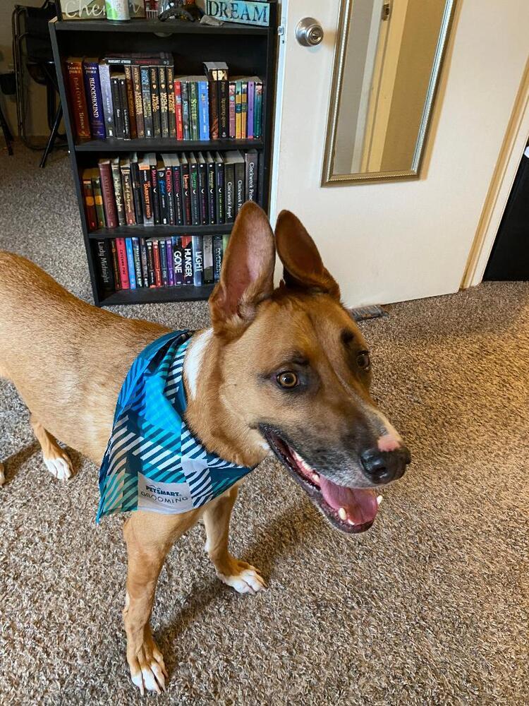 AAA Felix, Adoptable, Adult Male German Shepherd Dog.