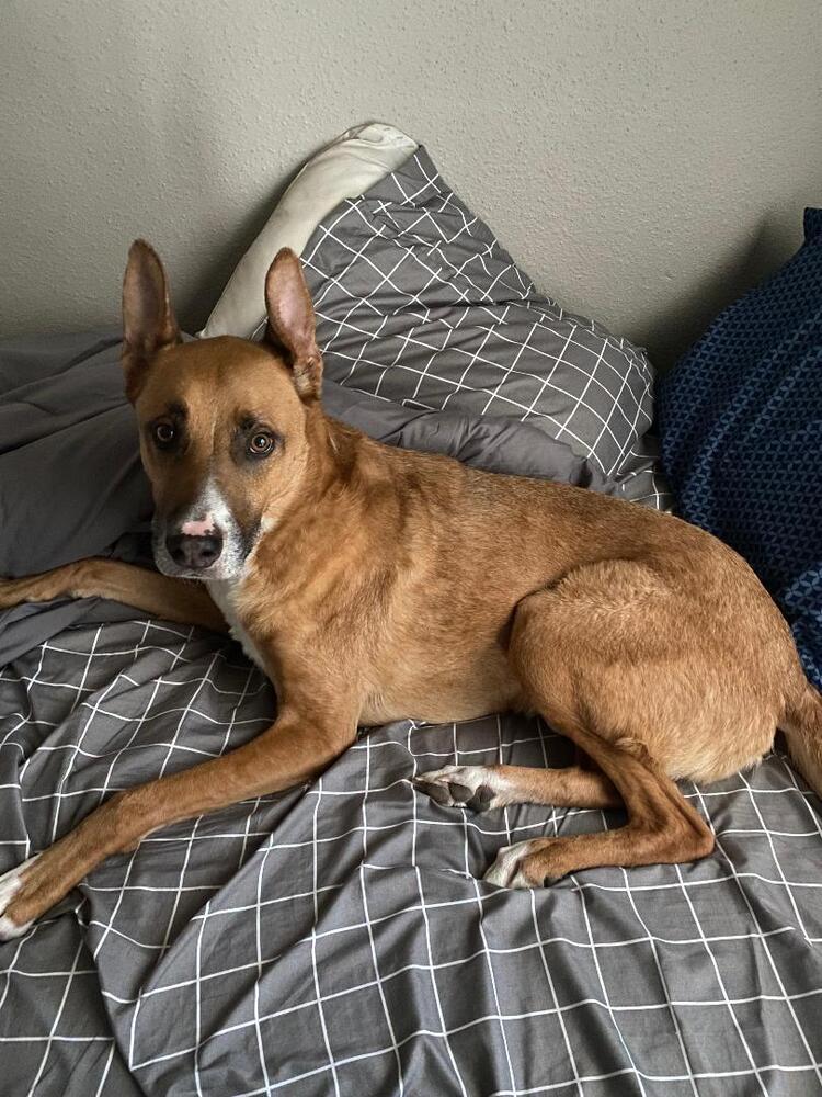 Enlarge AAA Felix, a Adoptable mixed breed in San Antonio, TX image 3/5