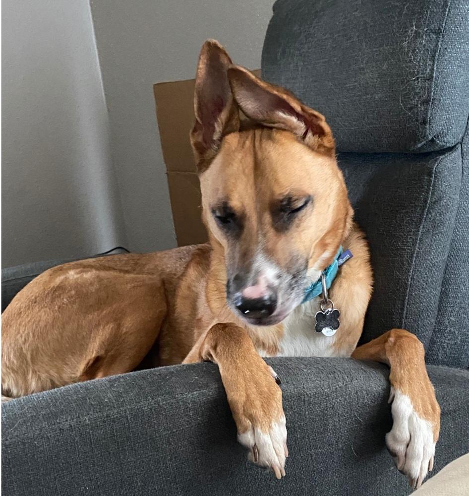 Enlarge AAA Felix, a Adoptable mixed breed in San Antonio, TX image 4/5