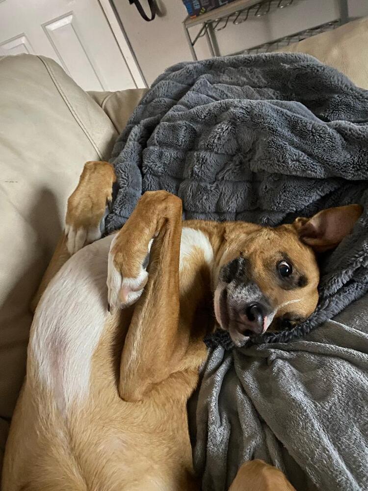 Enlarge AAA Felix, a Adoptable mixed breed in San Antonio, TX image 5/5