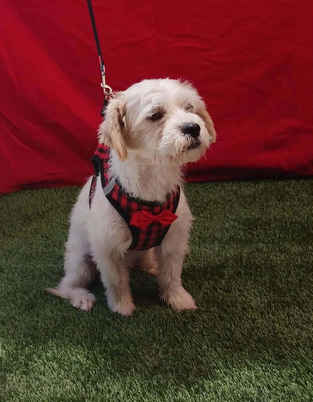 Enlarge Coco, a ADOPTABLE mixed breed in San Diego, CA image 1/1