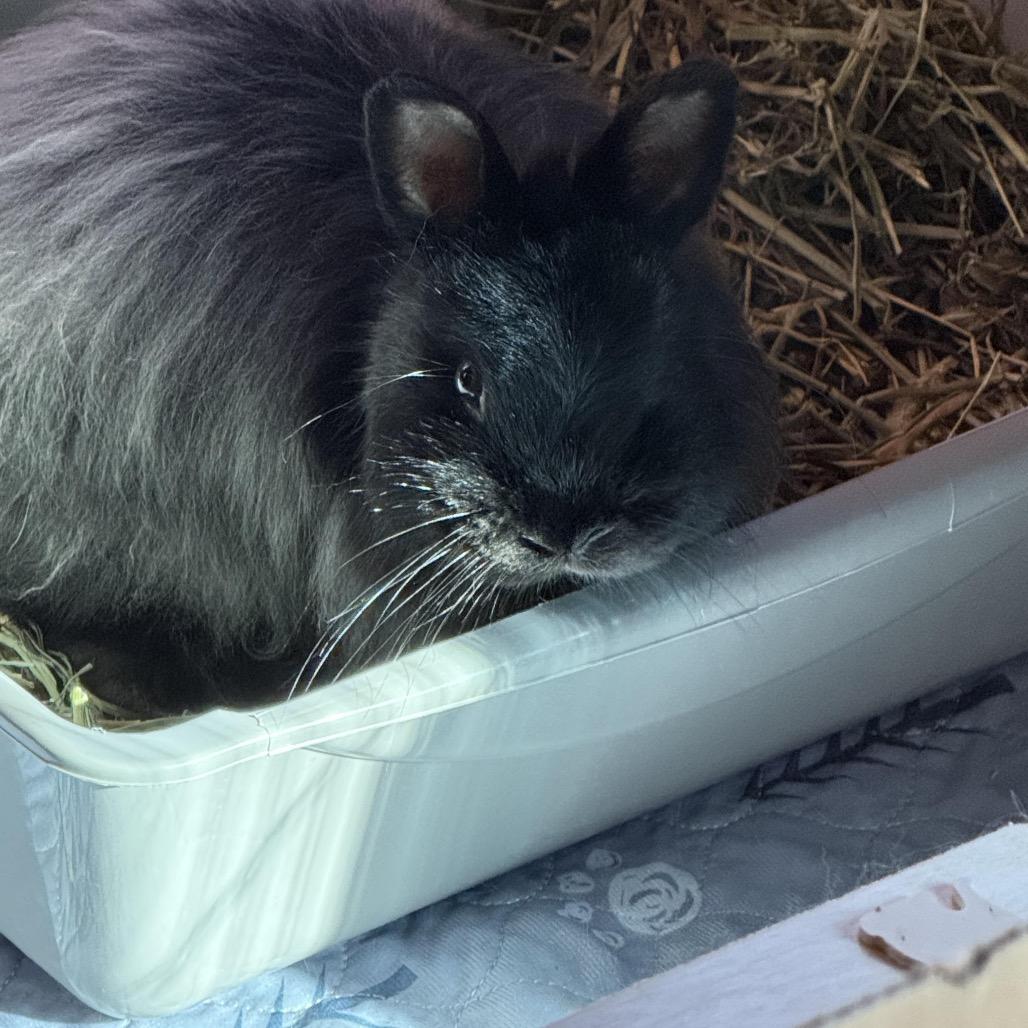 Truffle, Adoptable, Young Male Jersey Wooly.