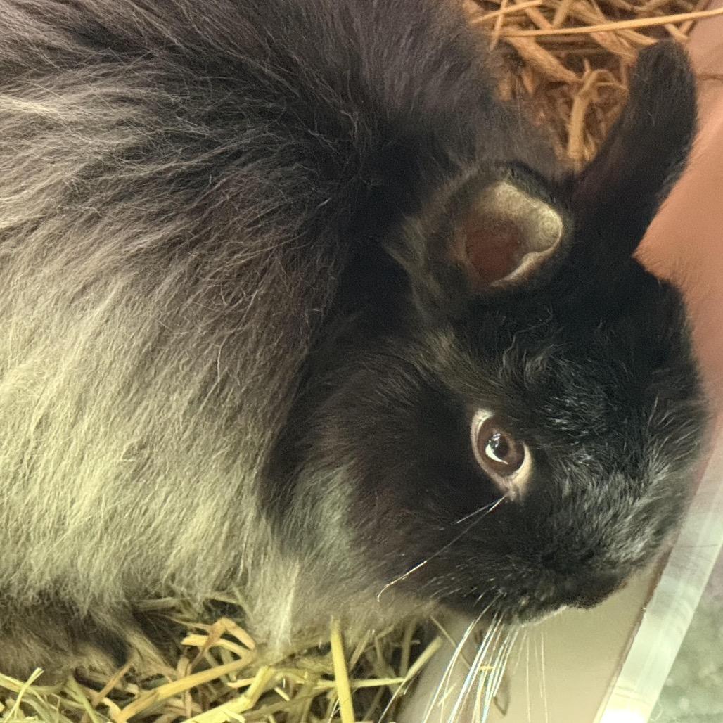 Enlarge Truffle, a Adoptable Jersey Wooly in Cream Ridge, NJ image 2/2