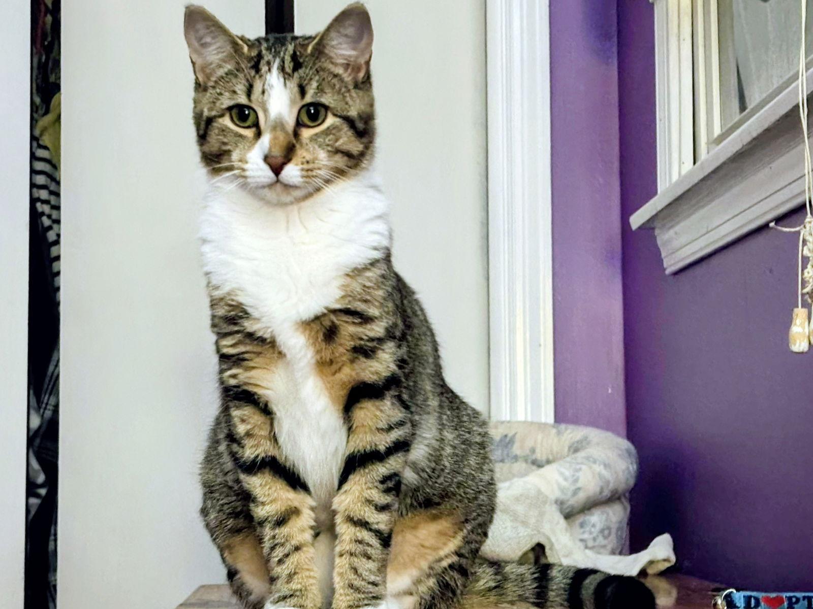 Enlarge Stevie, a Adoptable Domestic Short Hair in Nazareth, PA image 1/1