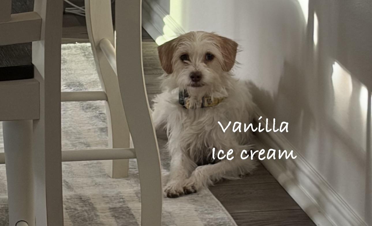 Enlarge Vanilla ice cream, a Adopted mixed breed in Las Vegas, NV image 1/3