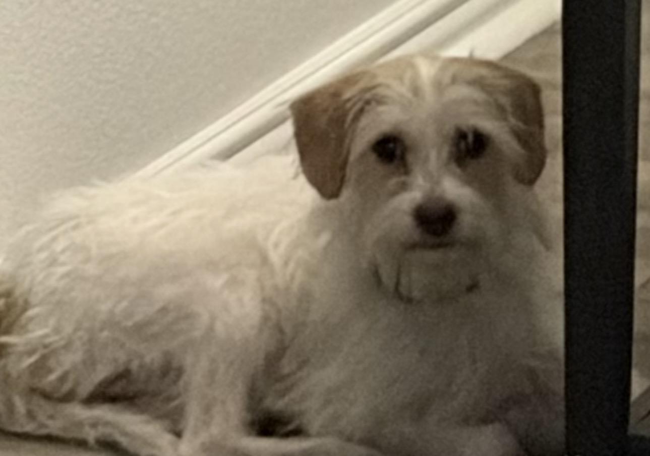 Enlarge Vanilla ice cream, a Adopted mixed breed in Las Vegas, NV image 2/3