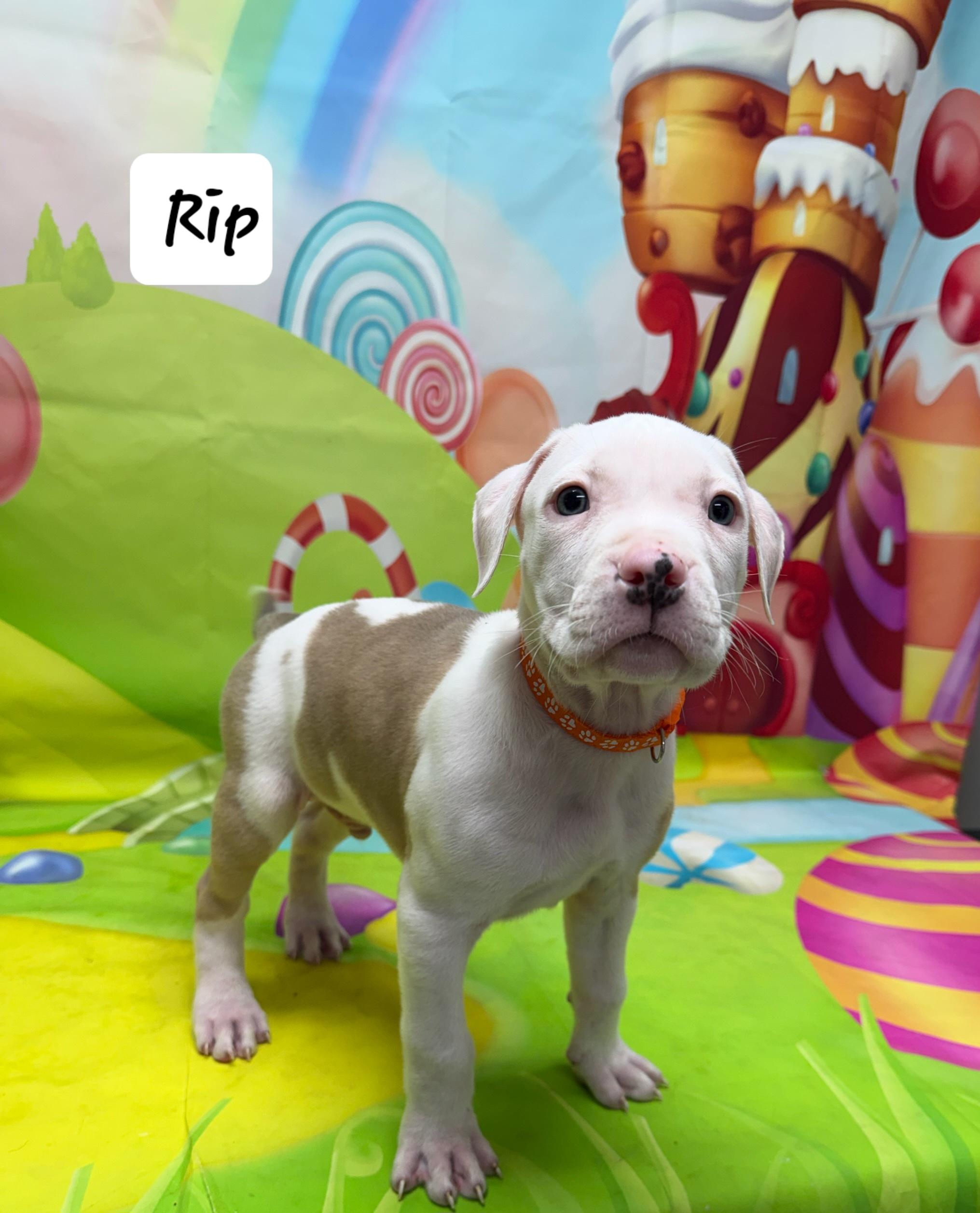 Rip, Adoptable, Puppy Male Boxer & Pit Bull Terrier.