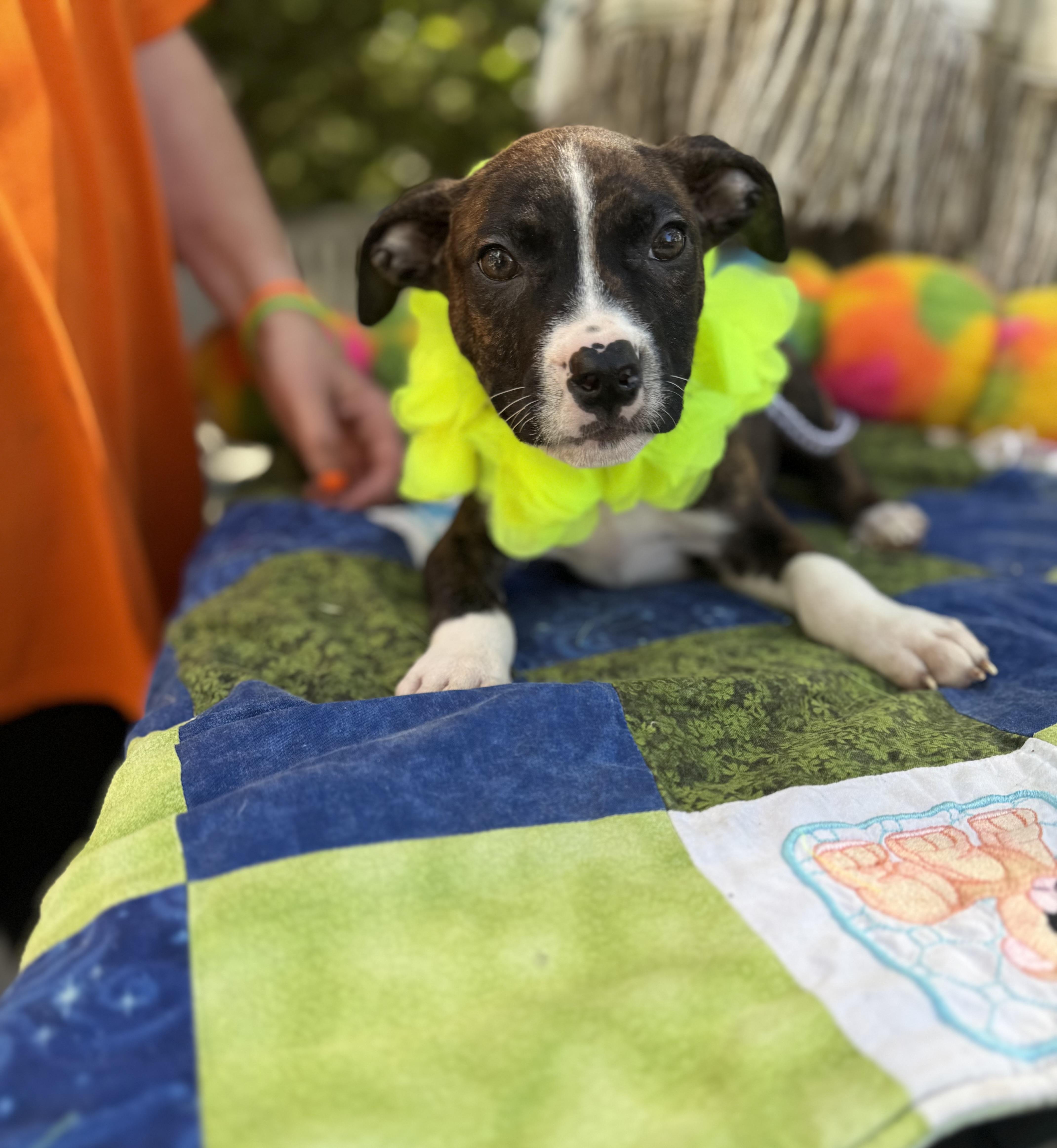 Enlarge Snicker, a Adoptable mixed breed in White Lake, MI image 4/5