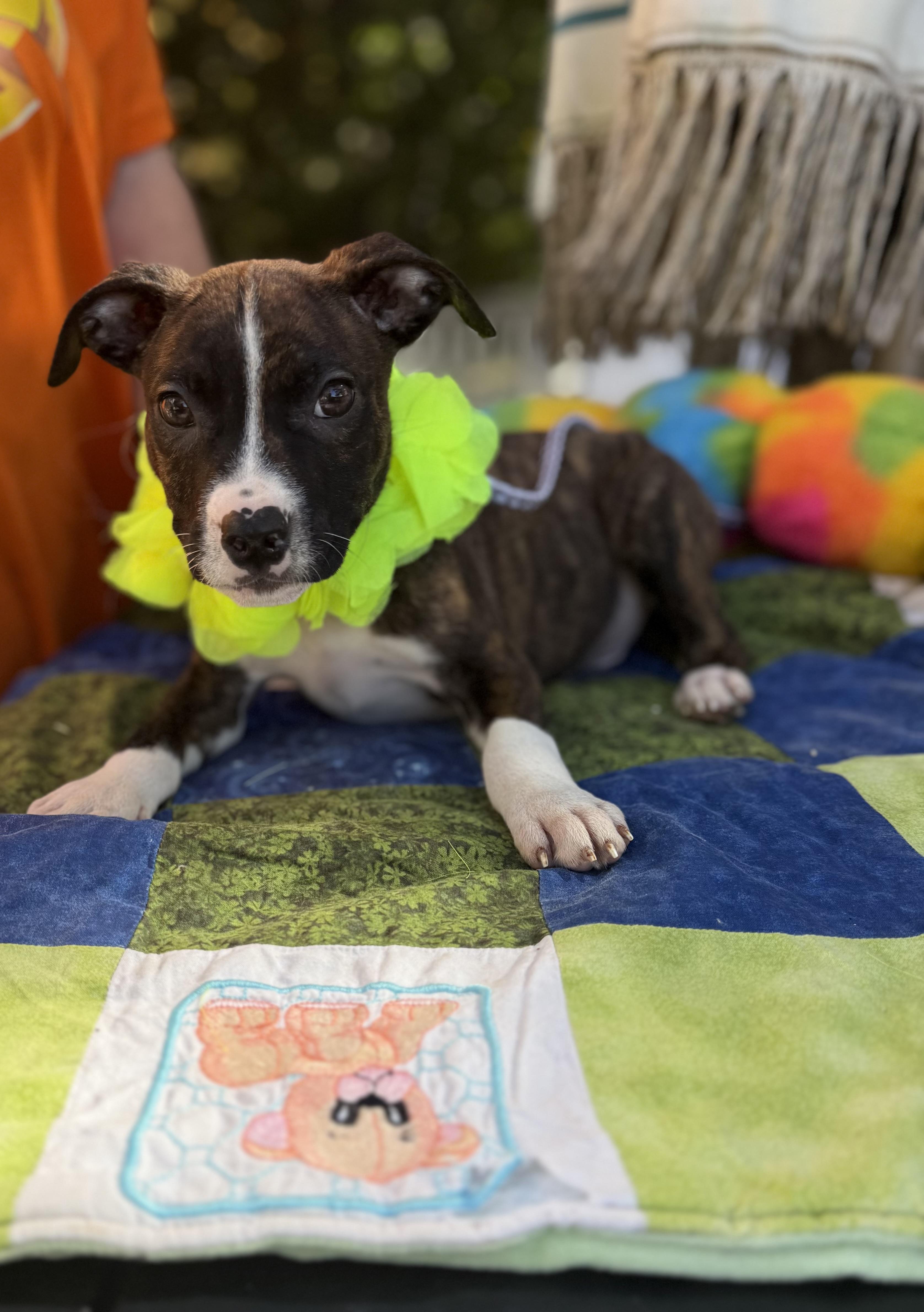 Enlarge Snicker, a Adoptable mixed breed in White Lake, MI image 5/5
