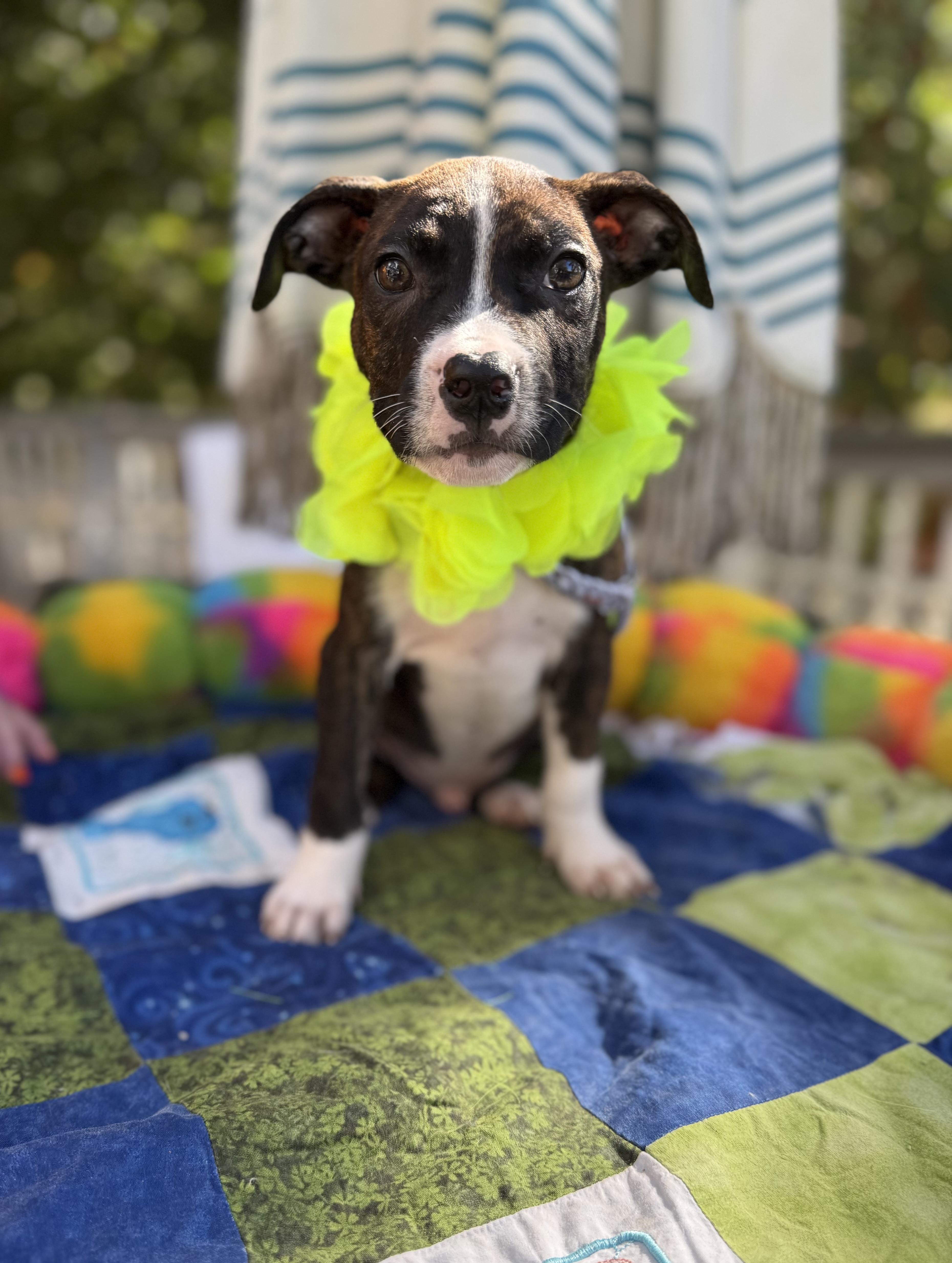 Enlarge Snicker, a Adoptable mixed breed in White Lake, MI image 3/5