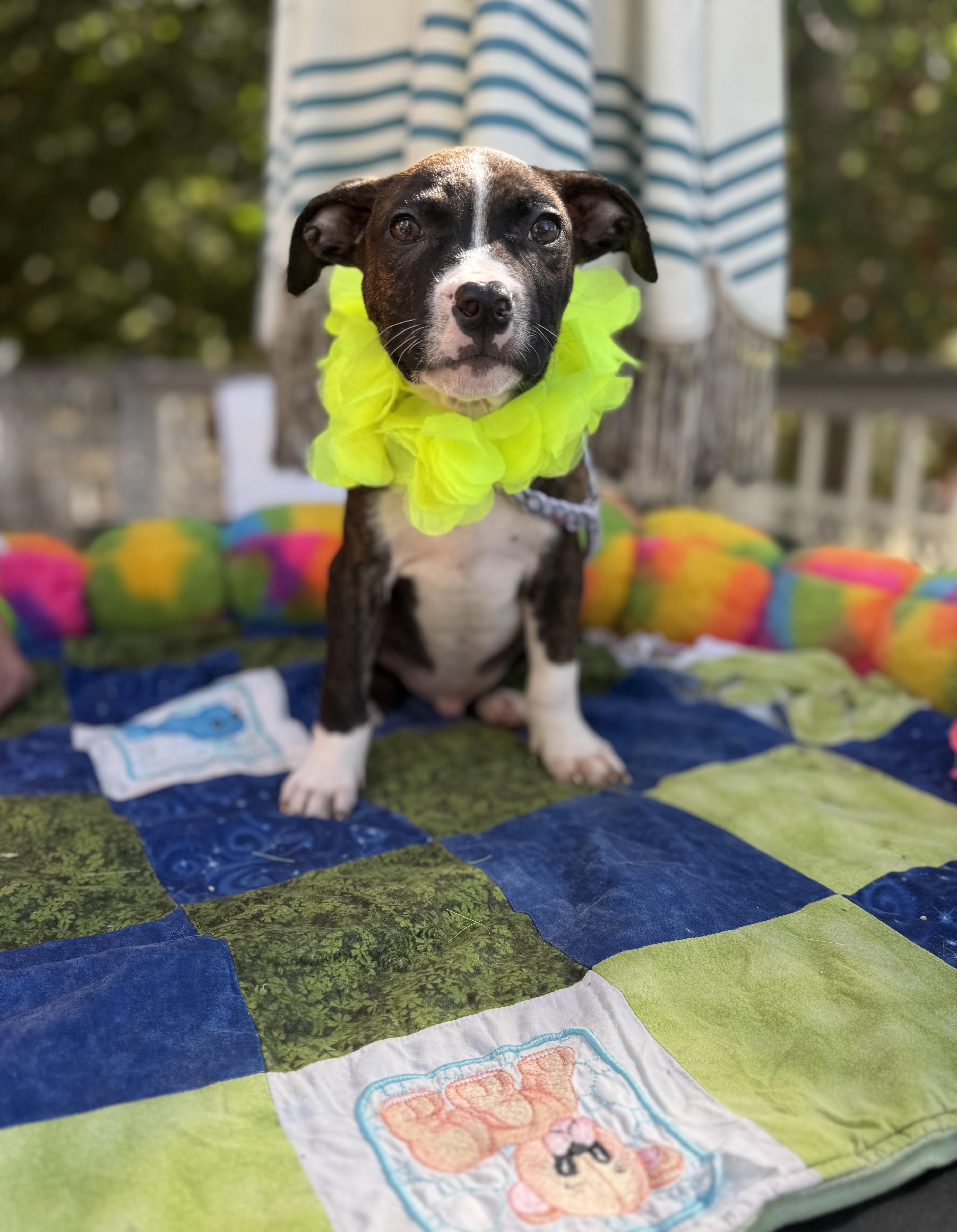 Snicker, Adoptable, Puppy Male Boxer & Terrier.