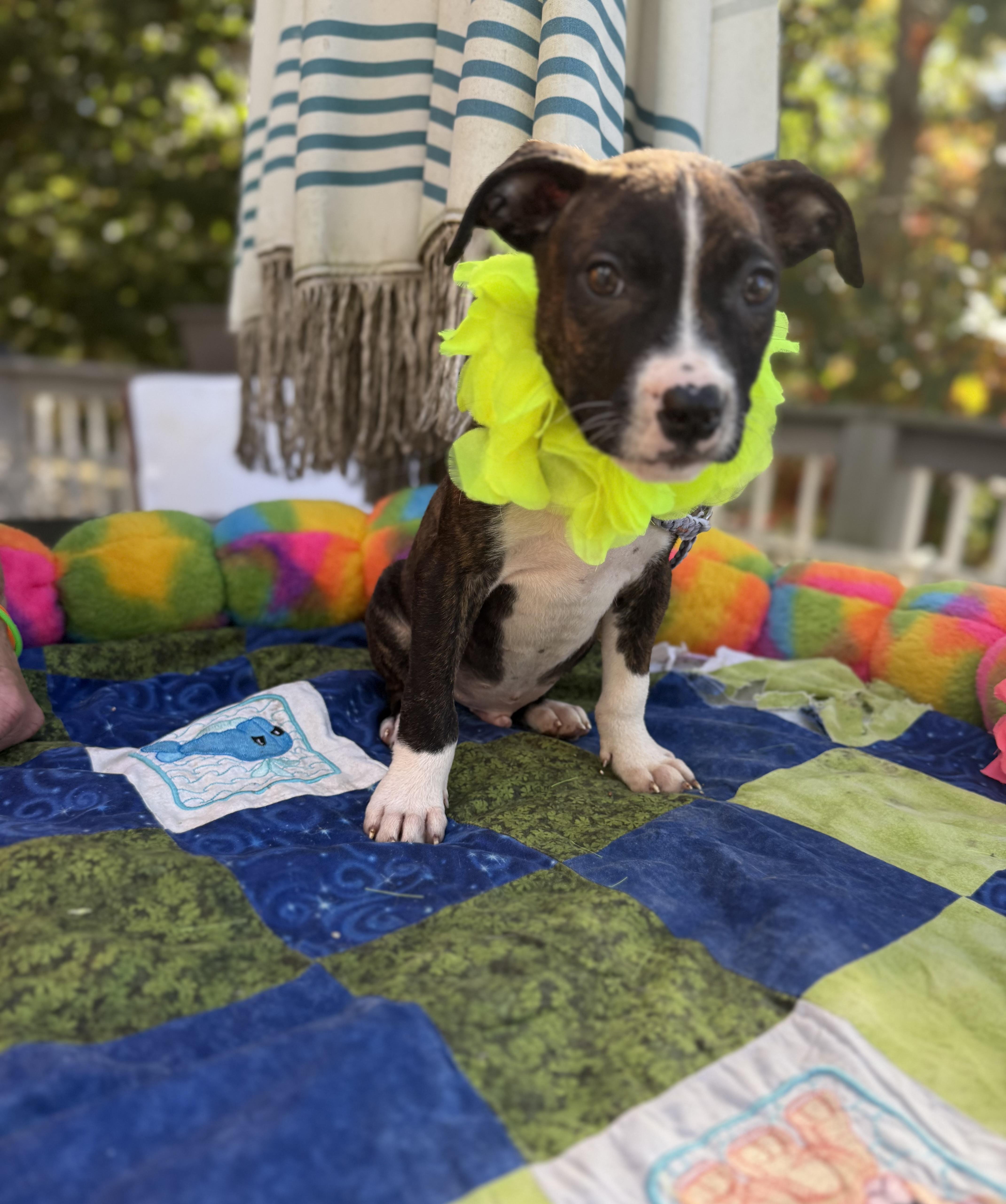 Enlarge Snicker, a Adoptable mixed breed in White Lake, MI image 2/5