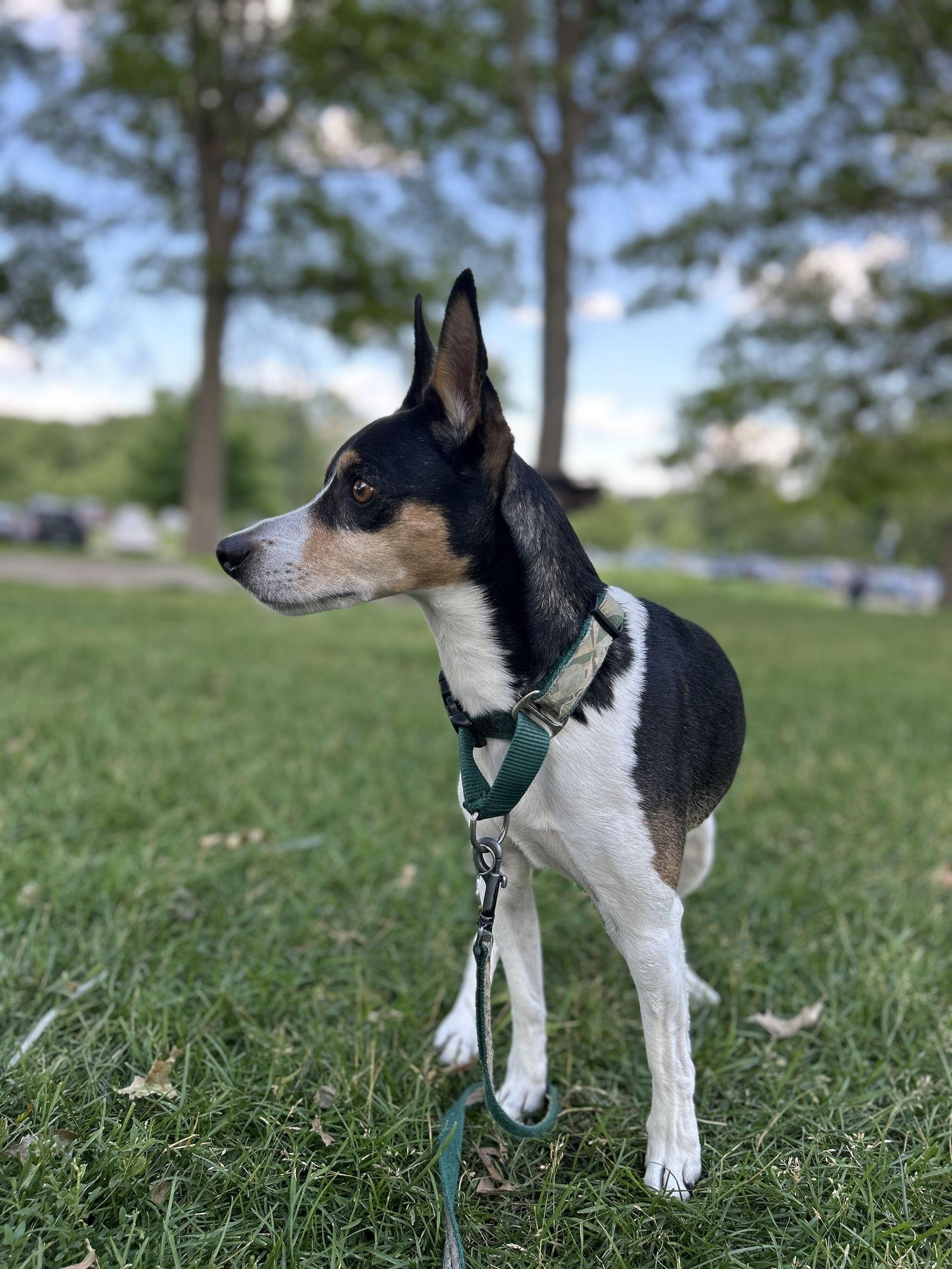 Sid, Adoptable, Senior Male Rat Terrier.