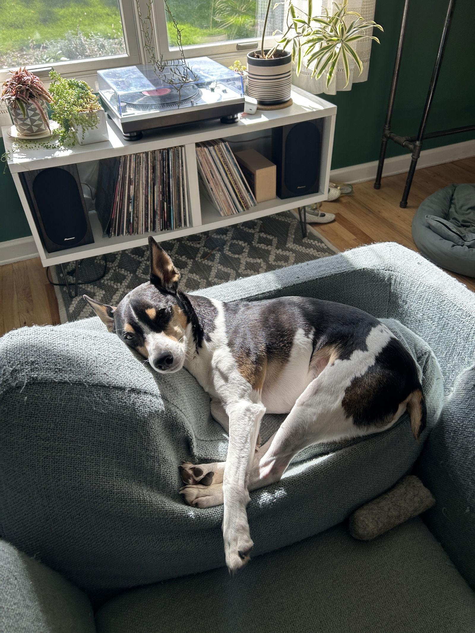 Sid, a Adoptable Rat Terrier in Council Bluffs, IA image 3/3