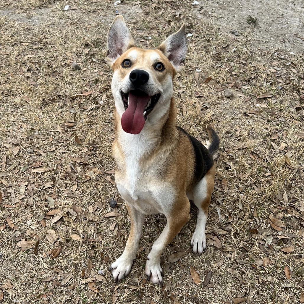 Frankie, a Adoptable mixed breed in Corpus Christi, TX image 1/6