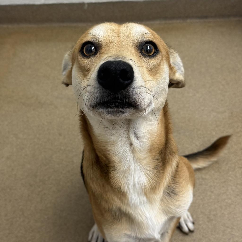 Frankie, a Adoptable mixed breed in Corpus Christi, TX image 2/6