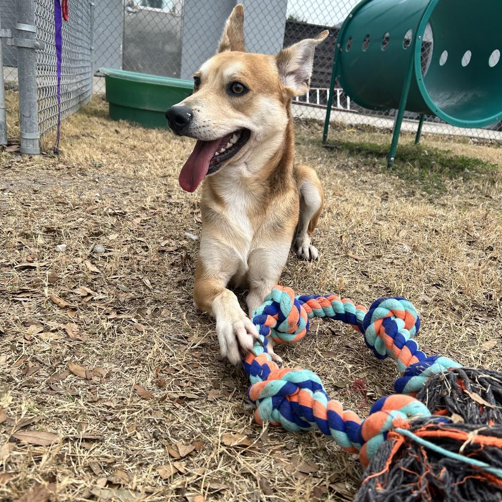 Frankie, a Adoptable mixed breed in Corpus Christi, TX image 3/6